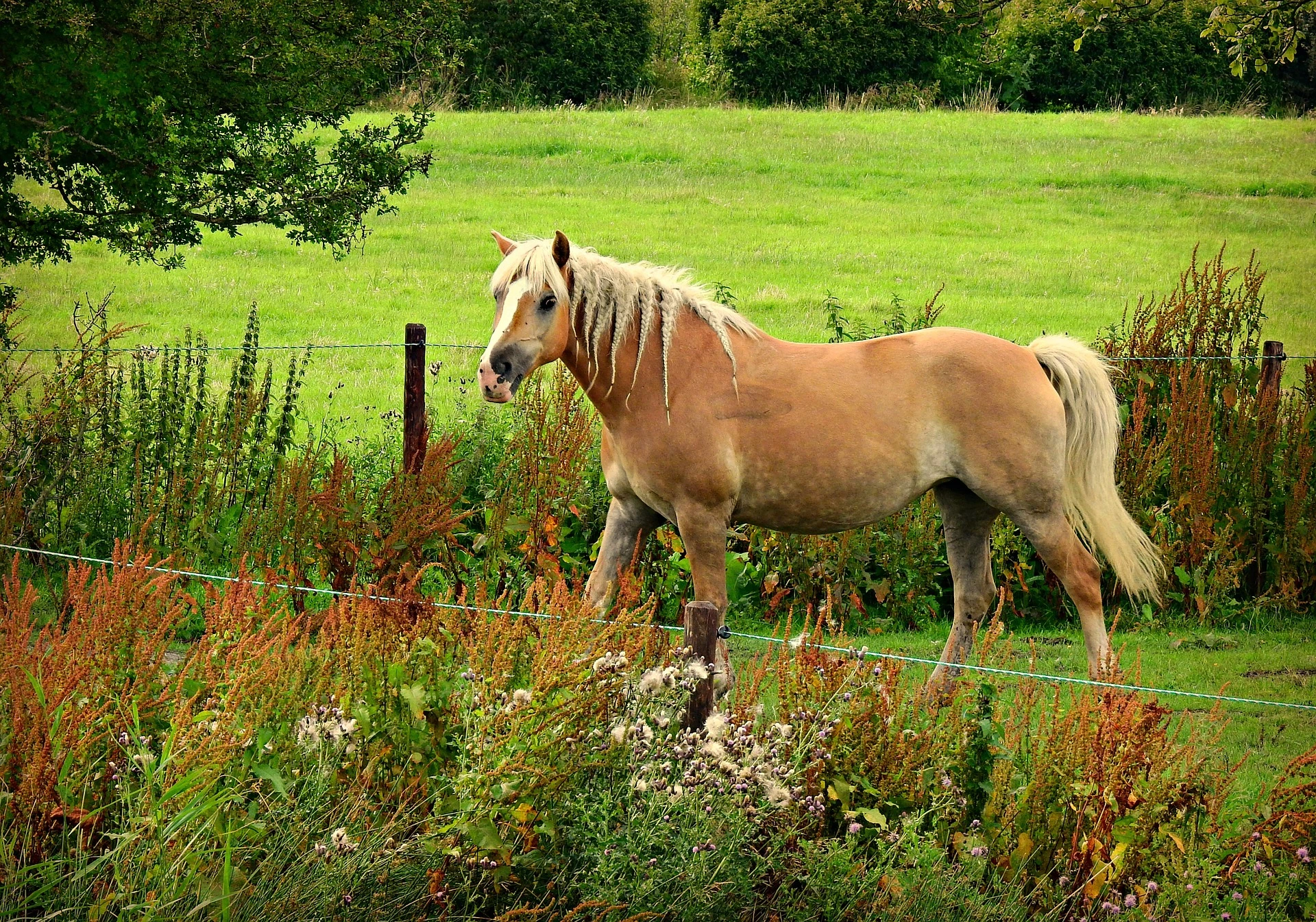 Electric-fence-3