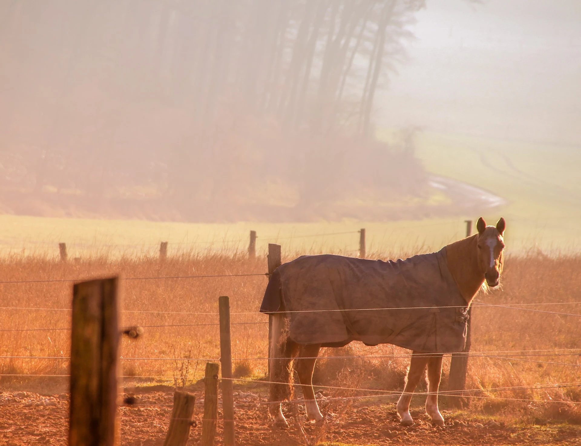 Electric-fence-6