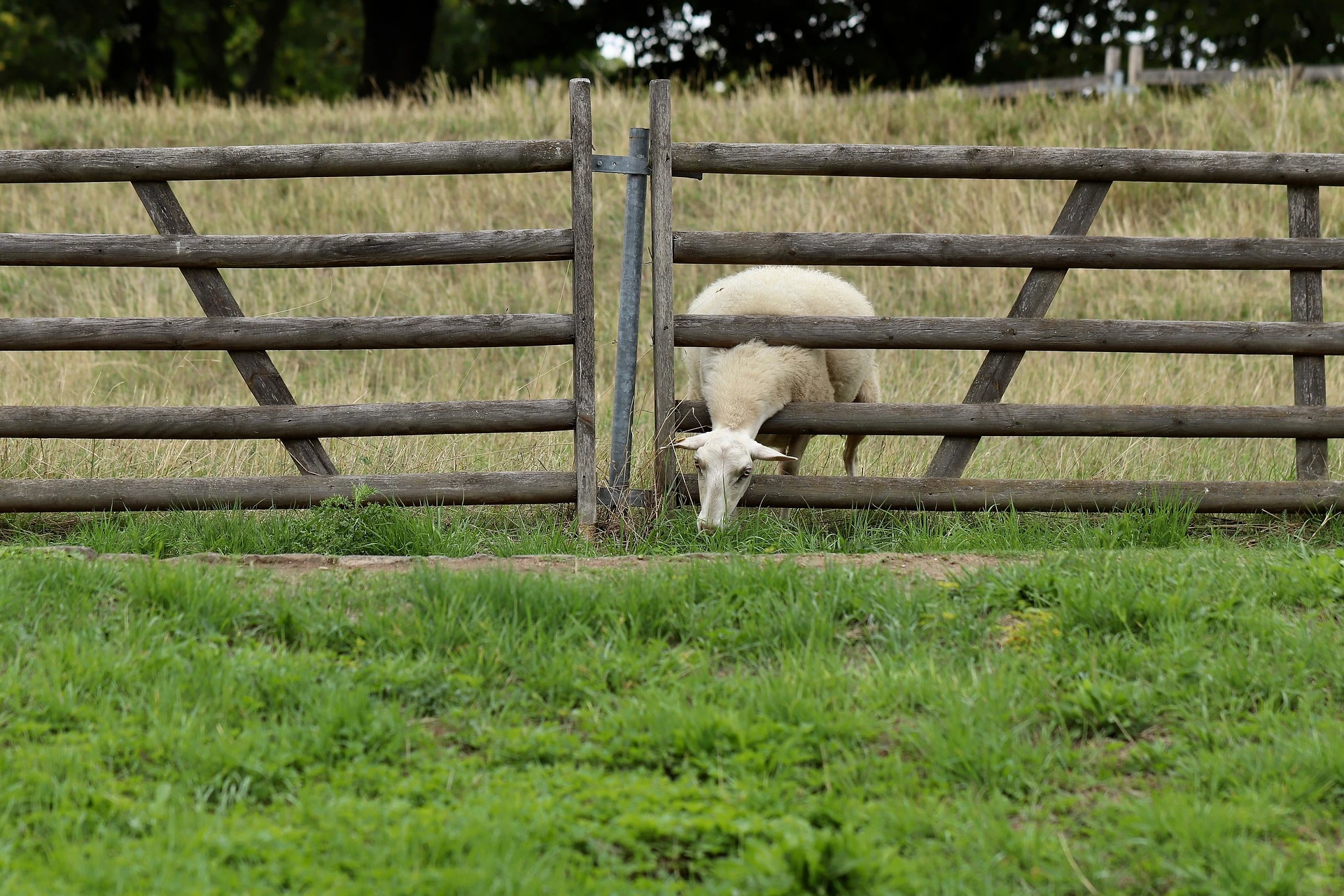 Rail-fence-10