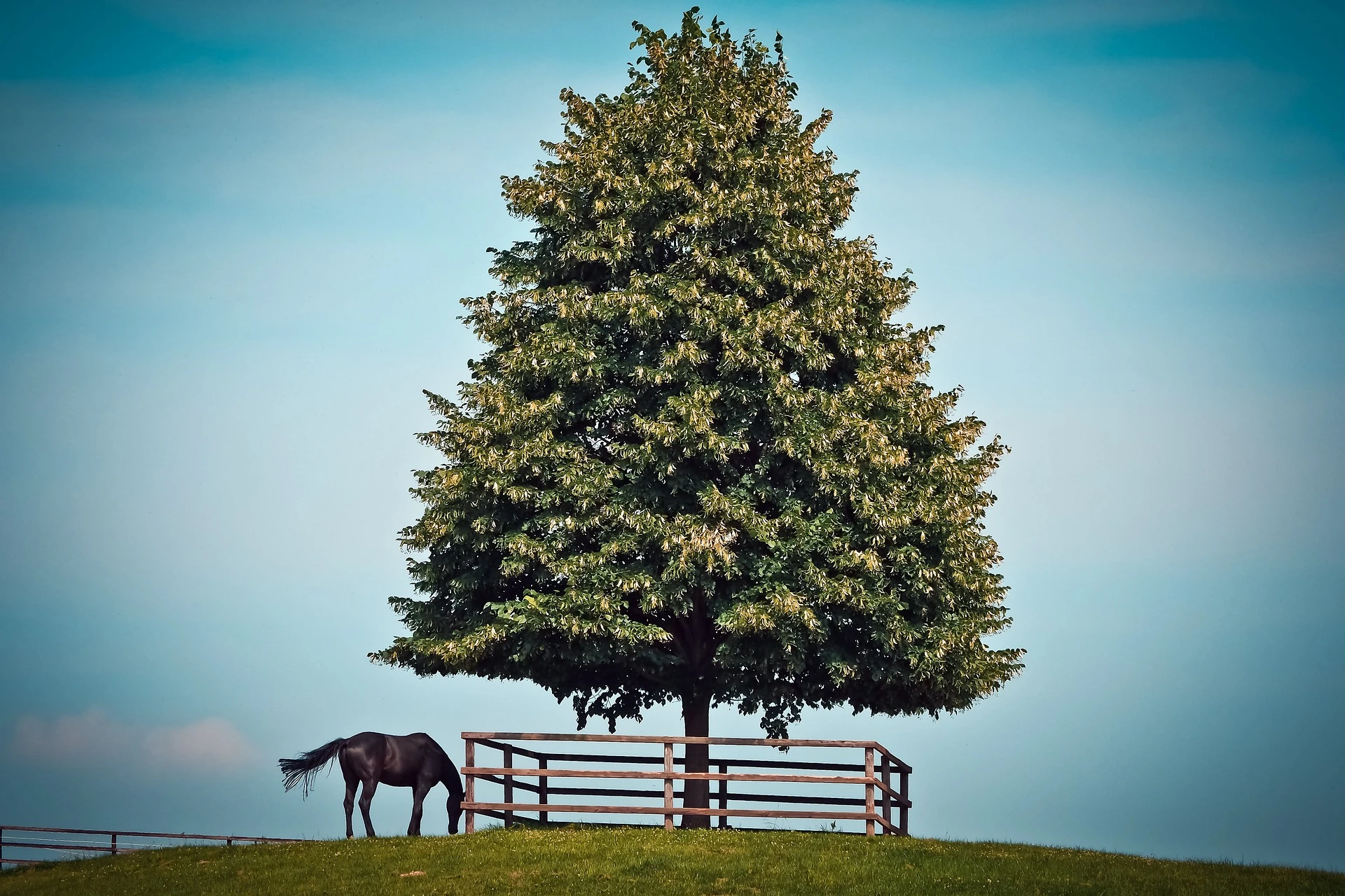 Rail-fence-11