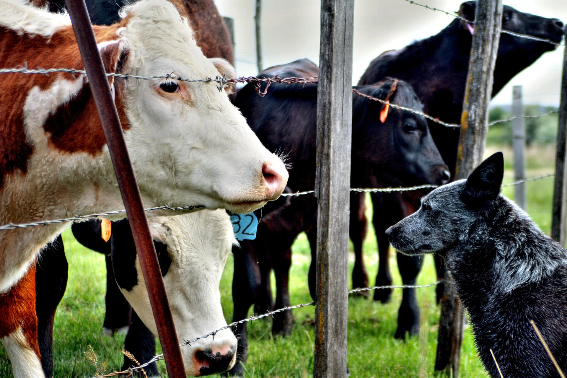 barbed-wire-fence-4