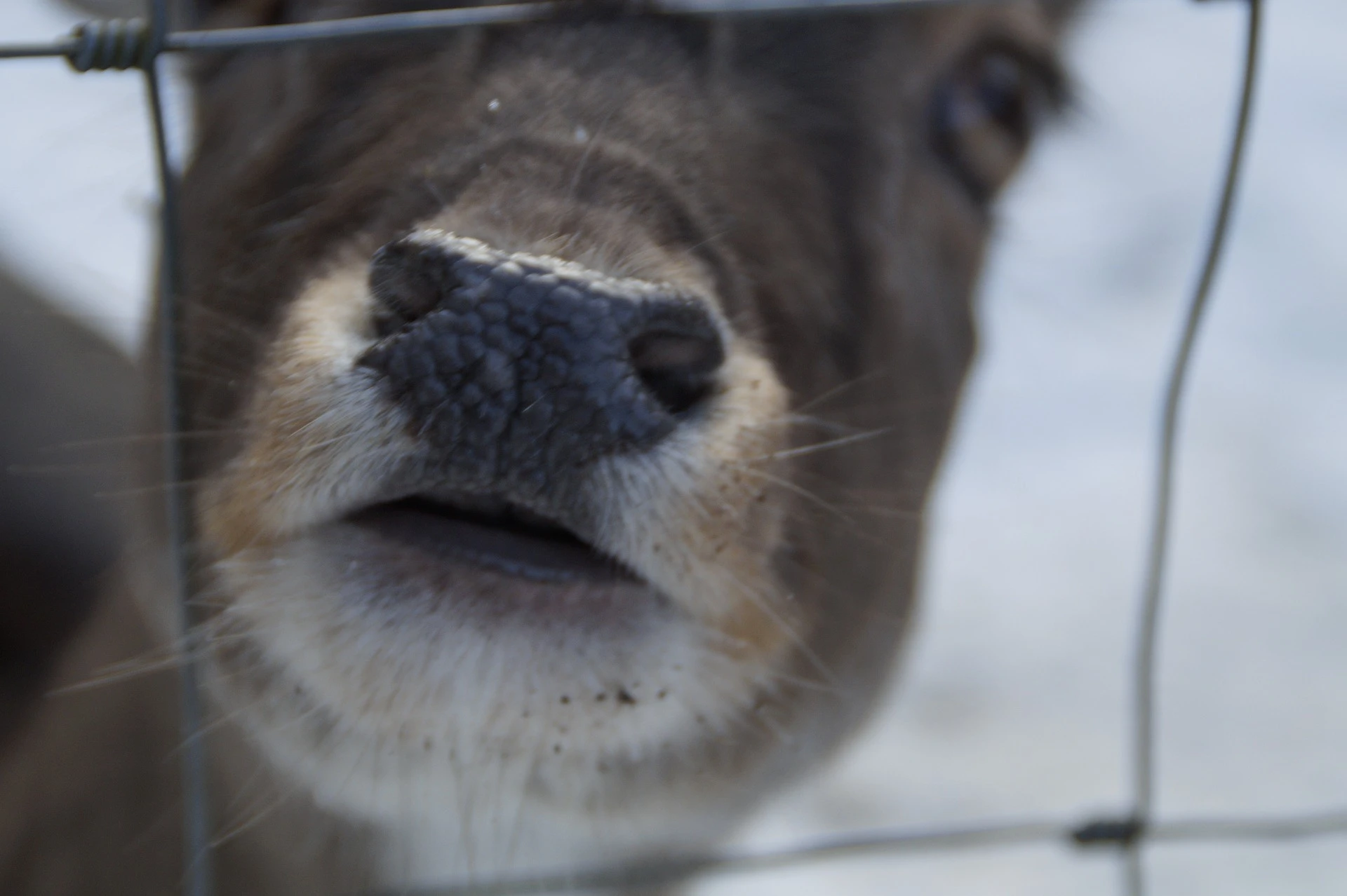 deer-fence-7