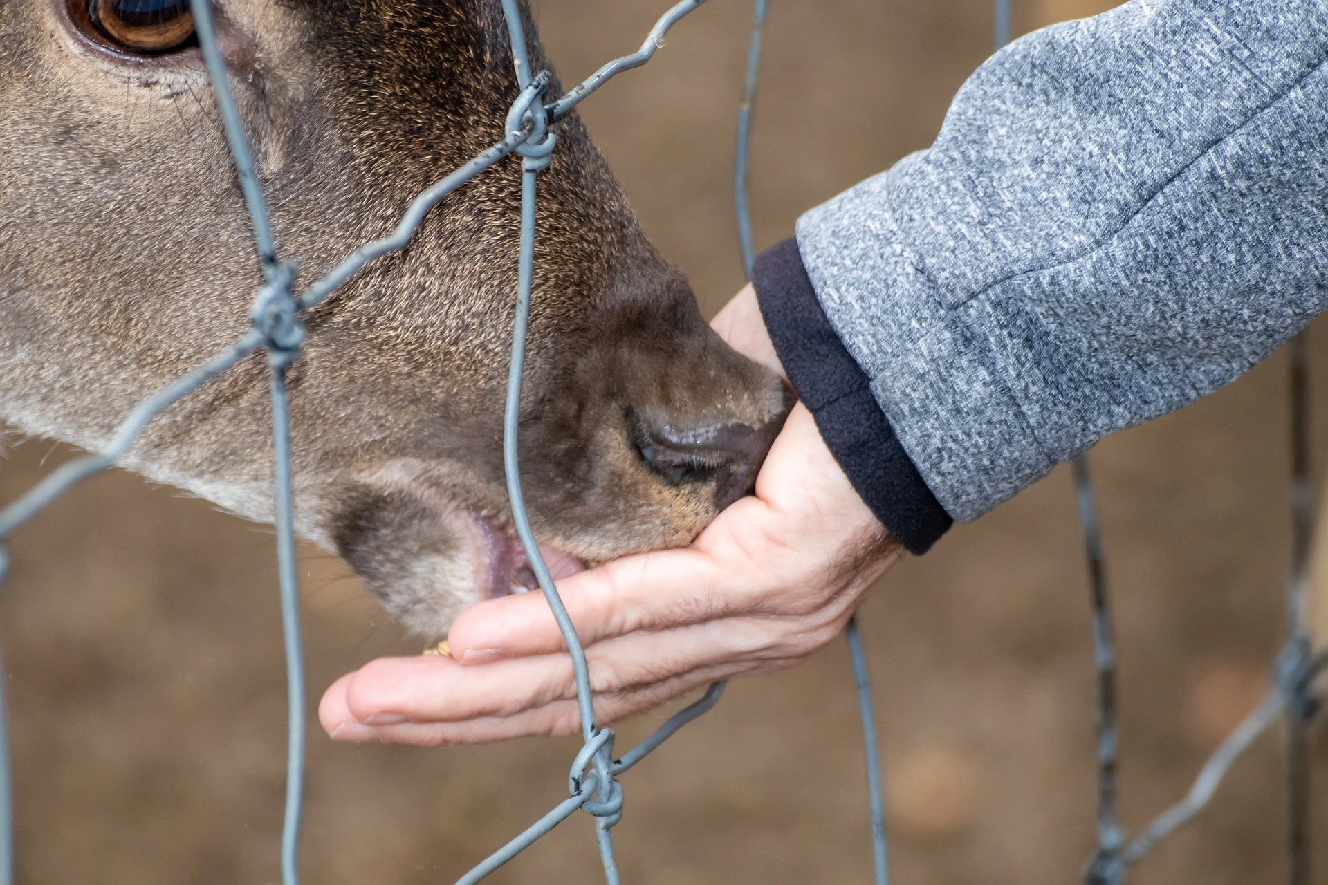 deer-fence-9