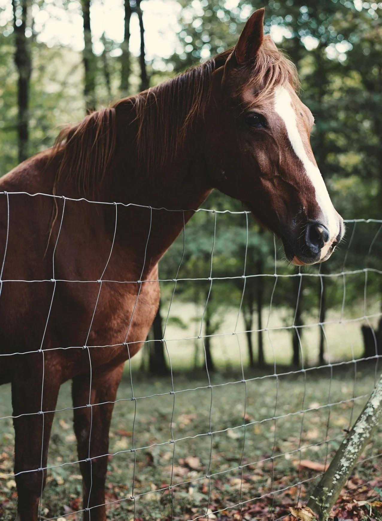 field-fence-9